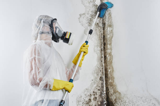 Best Mold Odor Removal Services  in Glespie, IL