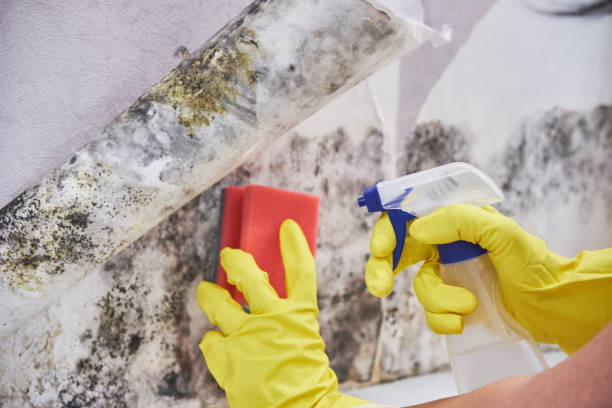 Forensic Mold Investigation in Gillespie, IL